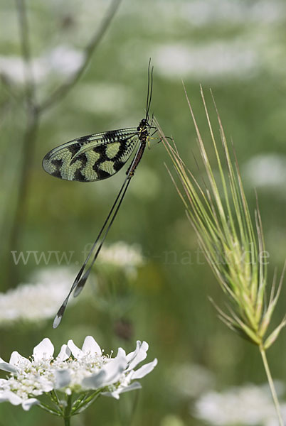 Fadenhaft (Nemoptera sinuata)