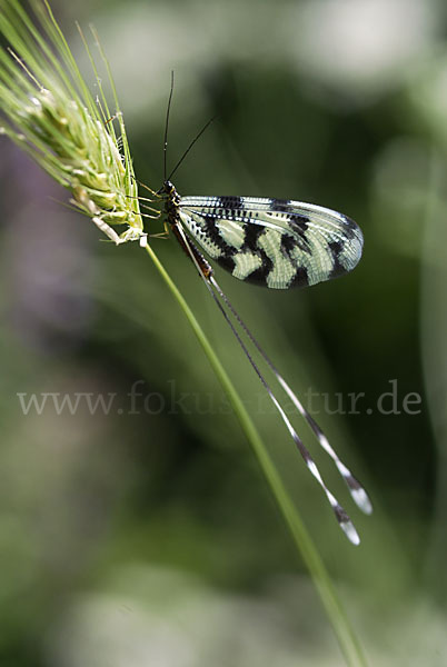 Fadenhaft (Nemoptera sinuata)