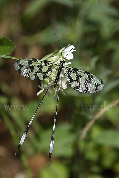 Fadenhaft (Nemoptera sinuata)