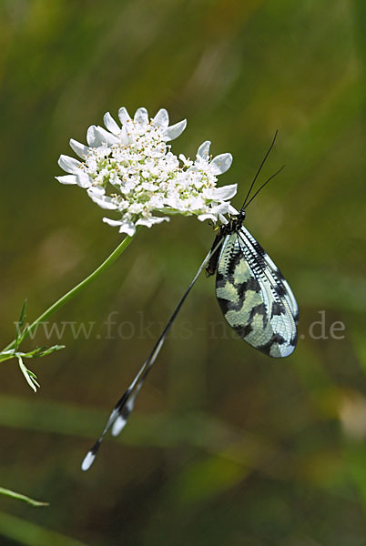 Fadenhaft (Nemoptera sinuata)