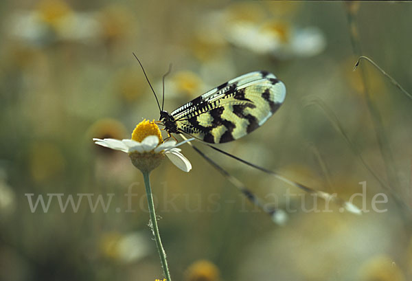 Fadenhaft (Nemoptera sinuata)