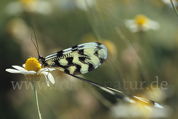 Fadenhaft (Nemoptera sinuata)