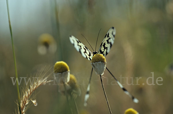 Fadenhaft (Nemoptera sinuata)