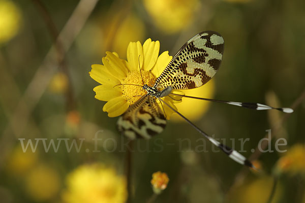 Fadenhaft spec. (Nemoptera bipennis)