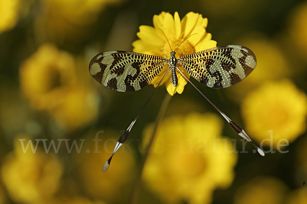 Fadenhaft spec. (Nemoptera bipennis)