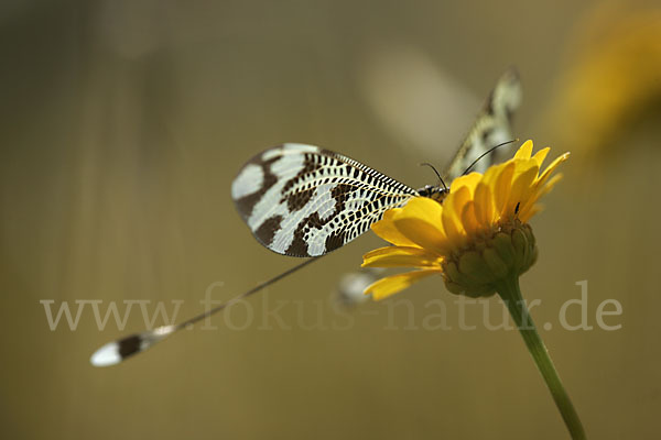 Fadenhaft spec. (Nemoptera bipennis)