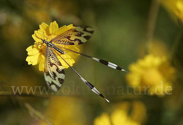 Fadenhaft spec. (Nemoptera bipennis)