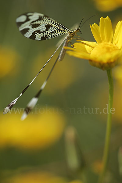 Fadenhaft spec. (Nemoptera bipennis)
