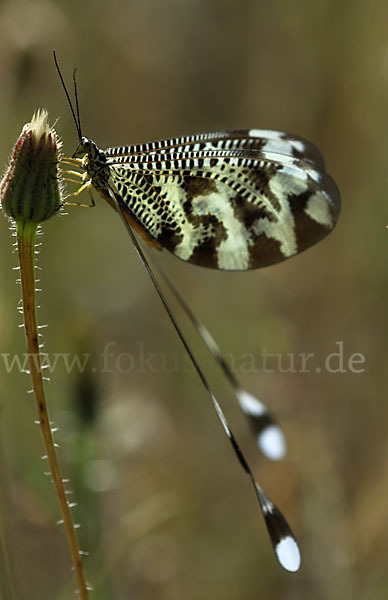 Fadenhaft spec. (Nemoptera bipennis)