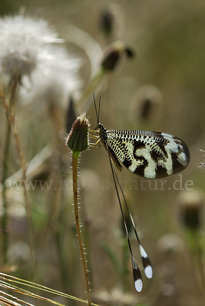 Fadenhaft spec. (Nemoptera bipennis)