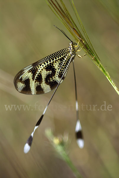 Fadenhaft spec. (Nemoptera bipennis)