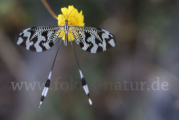 Fadenhaft spec. (Nemoptera bipennis)