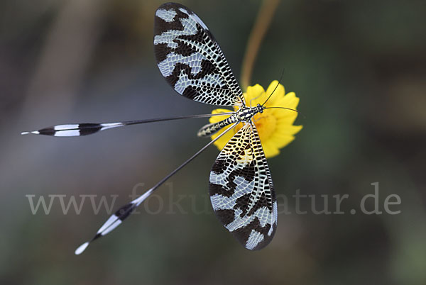 Fadenhaft spec. (Nemoptera bipennis)