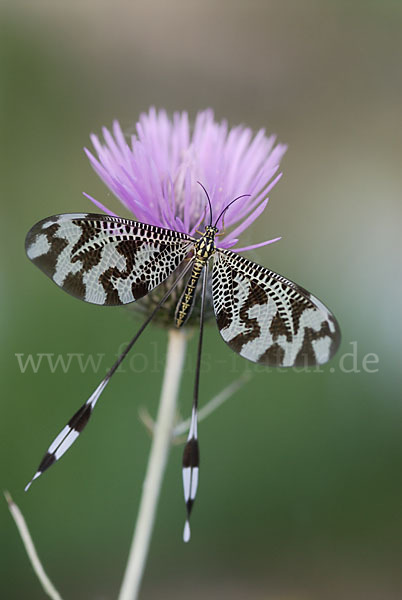 Fadenhaft spec. (Nemoptera bipennis)