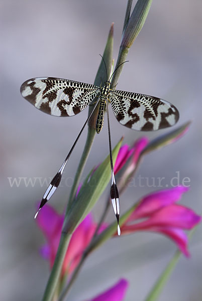 Fadenhaft spec. (Nemoptera bipennis)