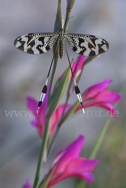 Fadenhaft spec. (Nemoptera bipennis)