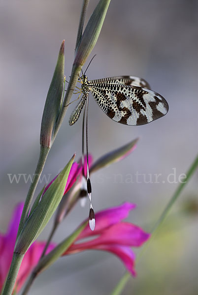 Fadenhaft spec. (Nemoptera bipennis)