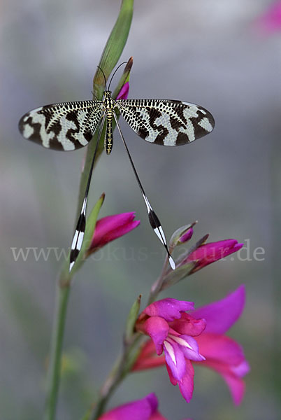 Fadenhaft spec. (Nemoptera bipennis)