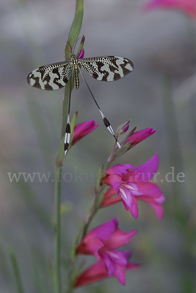 Fadenhaft spec. (Nemoptera bipennis)