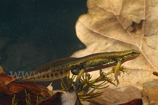 Fadenmolch (Lissotriton helveticus)