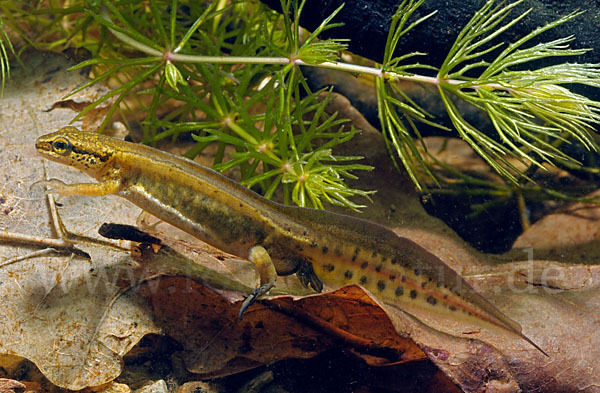 Fadenmolch (Lissotriton helveticus)