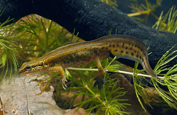 Fadenmolch (Lissotriton helveticus)