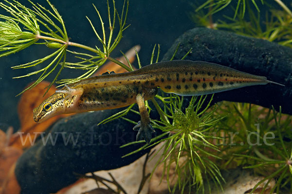 Fadenmolch (Lissotriton helveticus)