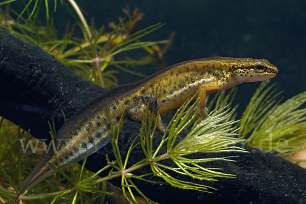 Fadenmolch (Lissotriton helveticus)