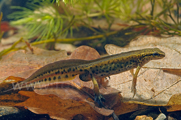 Fadenmolch (Lissotriton helveticus)