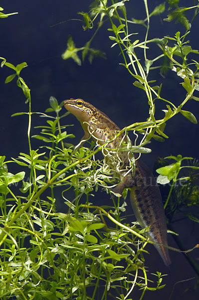 Fadenmolch (Lissotriton helveticus)