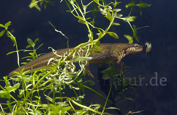 Fadenmolch (Lissotriton helveticus)