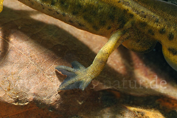 Fadenmolch (Lissotriton helveticus)