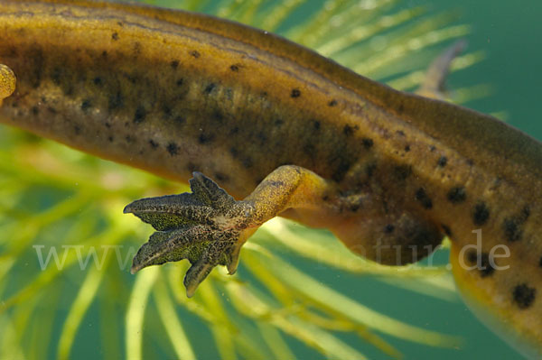 Fadenmolch (Lissotriton helveticus)