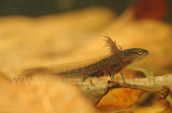 Fadenmolch (Lissotriton helveticus)