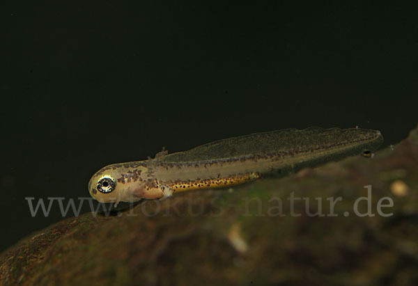 Fadenmolch (Lissotriton helveticus)