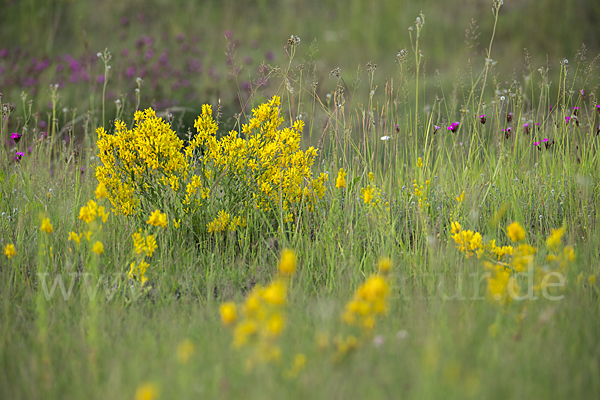 Färber-Ginster (Genista tinctoria)