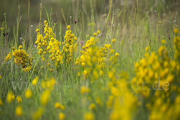 Färber-Ginster (Genista tinctoria)