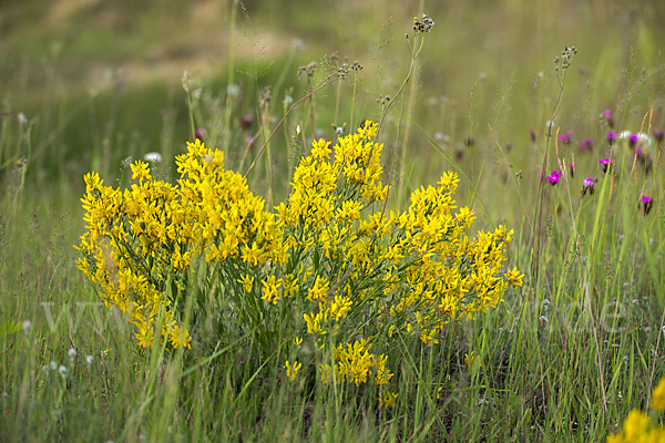 Färber-Ginster (Genista tinctoria)