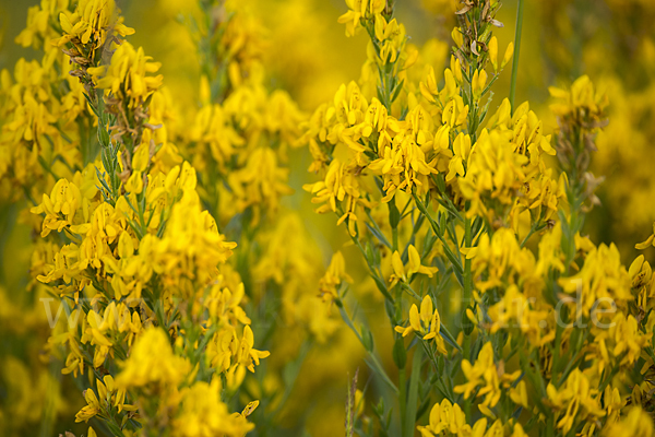 Färber-Ginster (Genista tinctoria)