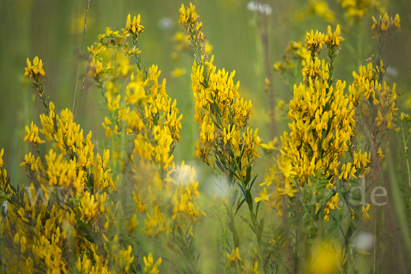 Färber-Ginster (Genista tinctoria)