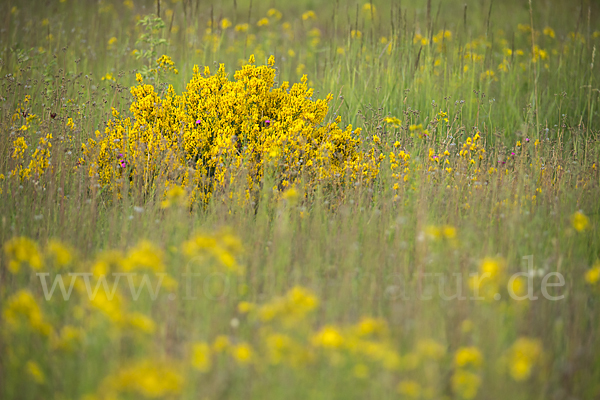 Färber-Ginster (Genista tinctoria)