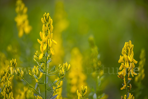 Färber-Ginster (Genista tinctoria)