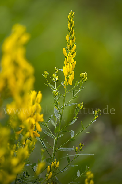 Färber-Ginster (Genista tinctoria)