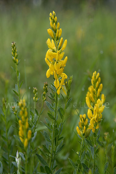 Färber-Ginster (Genista tinctoria)