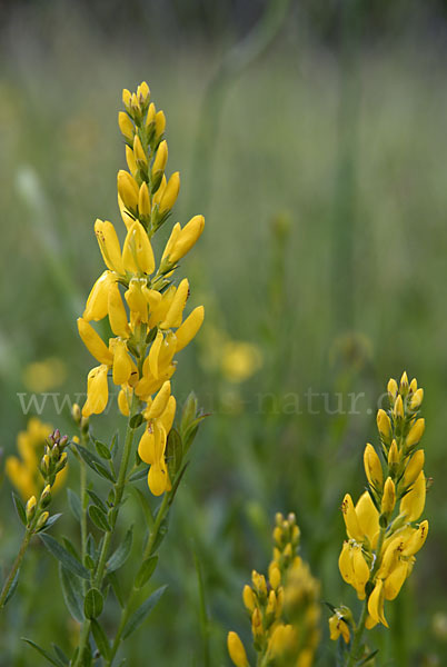 Färber-Ginster (Genista tinctoria)