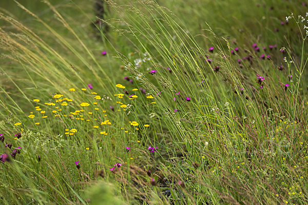 Färber-Hundskamille (Anthemis tinctoria)