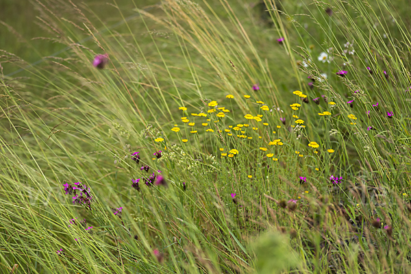 Färber-Hundskamille (Anthemis tinctoria)