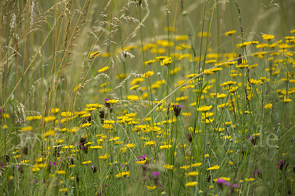 Färber-Hundskamille (Anthemis tinctoria)