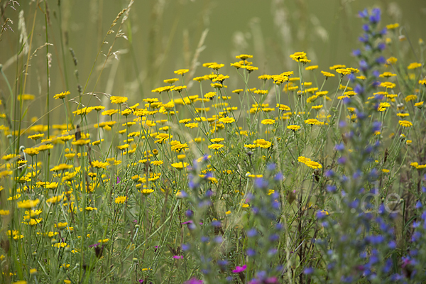 Färber-Hundskamille (Anthemis tinctoria)