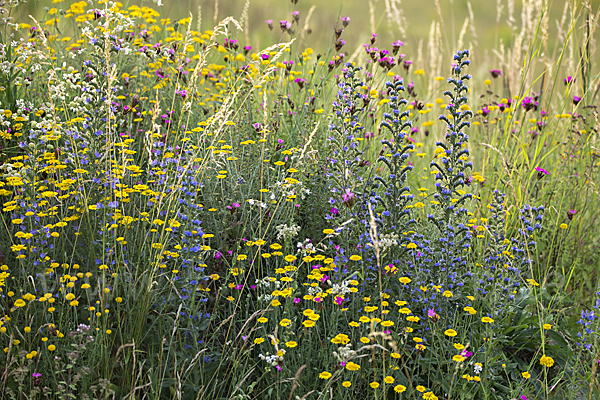 Färber-Hundskamille (Anthemis tinctoria)